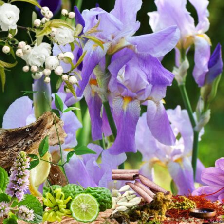 Modern Interpretation Of Jasmine Unisex Fragrance Oil