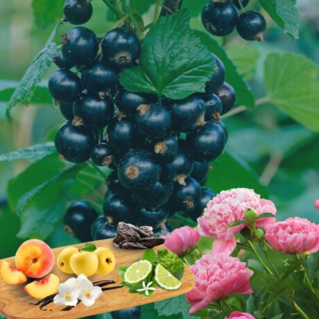 vibrant fruity-floral