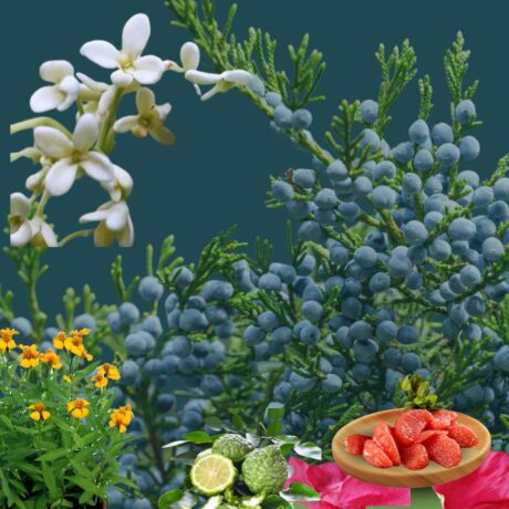 Freshness and Mediterranean