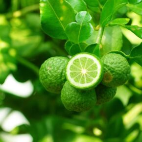 bergamot