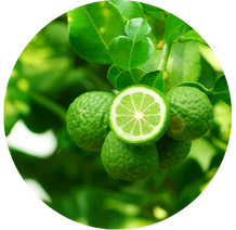 Bergamot