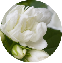 floral fragrances oil